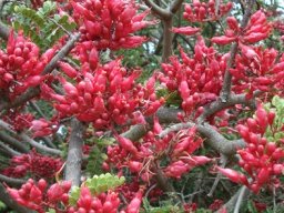Schotia afra var. afra